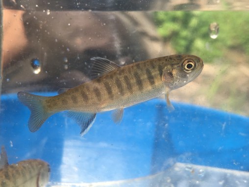 A juvenile coho salmon from the Snoqualmie River is observed before being safely returned to the river.