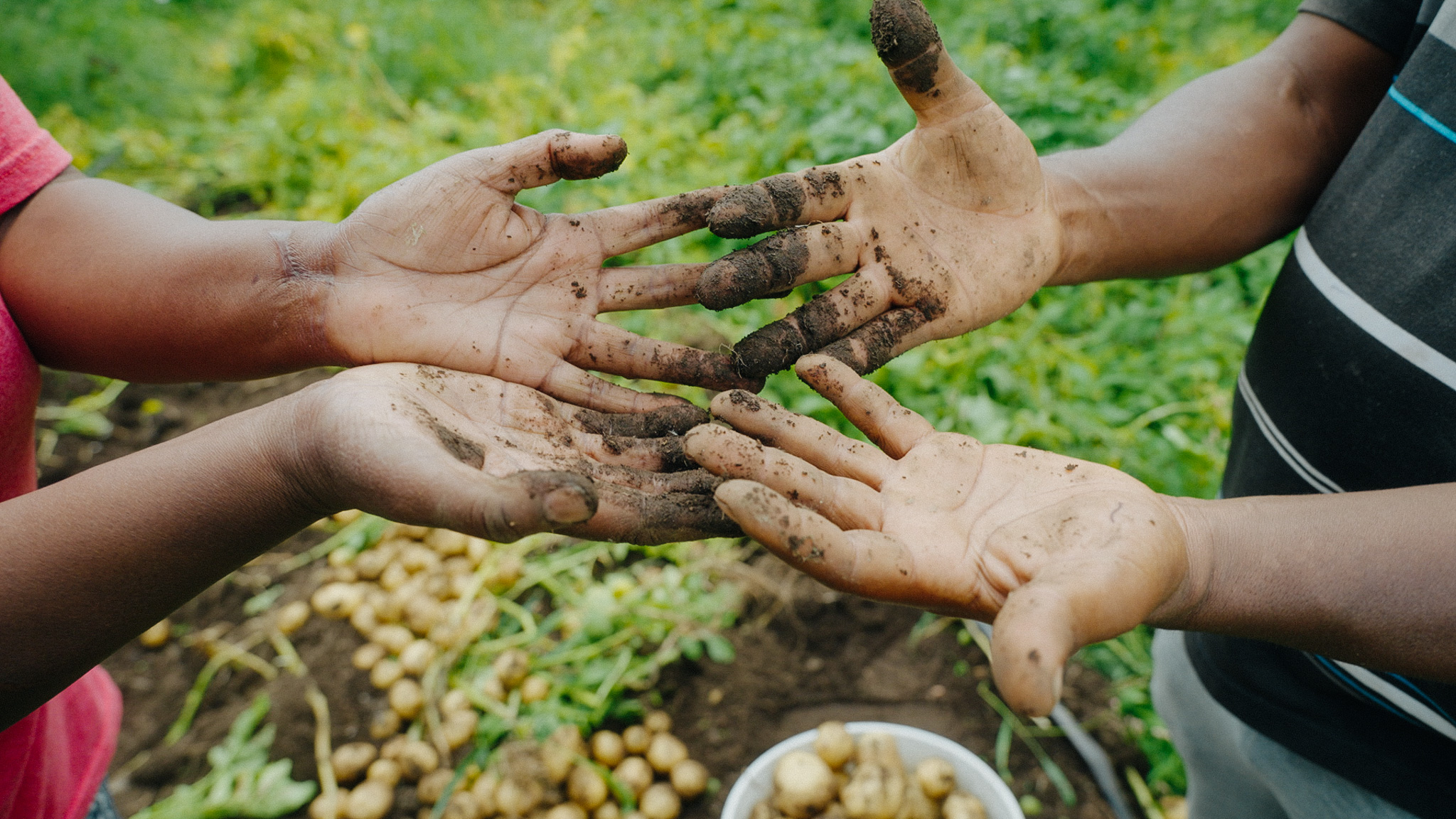 Two pairs of hands dusted in dirt over a lush green garden.