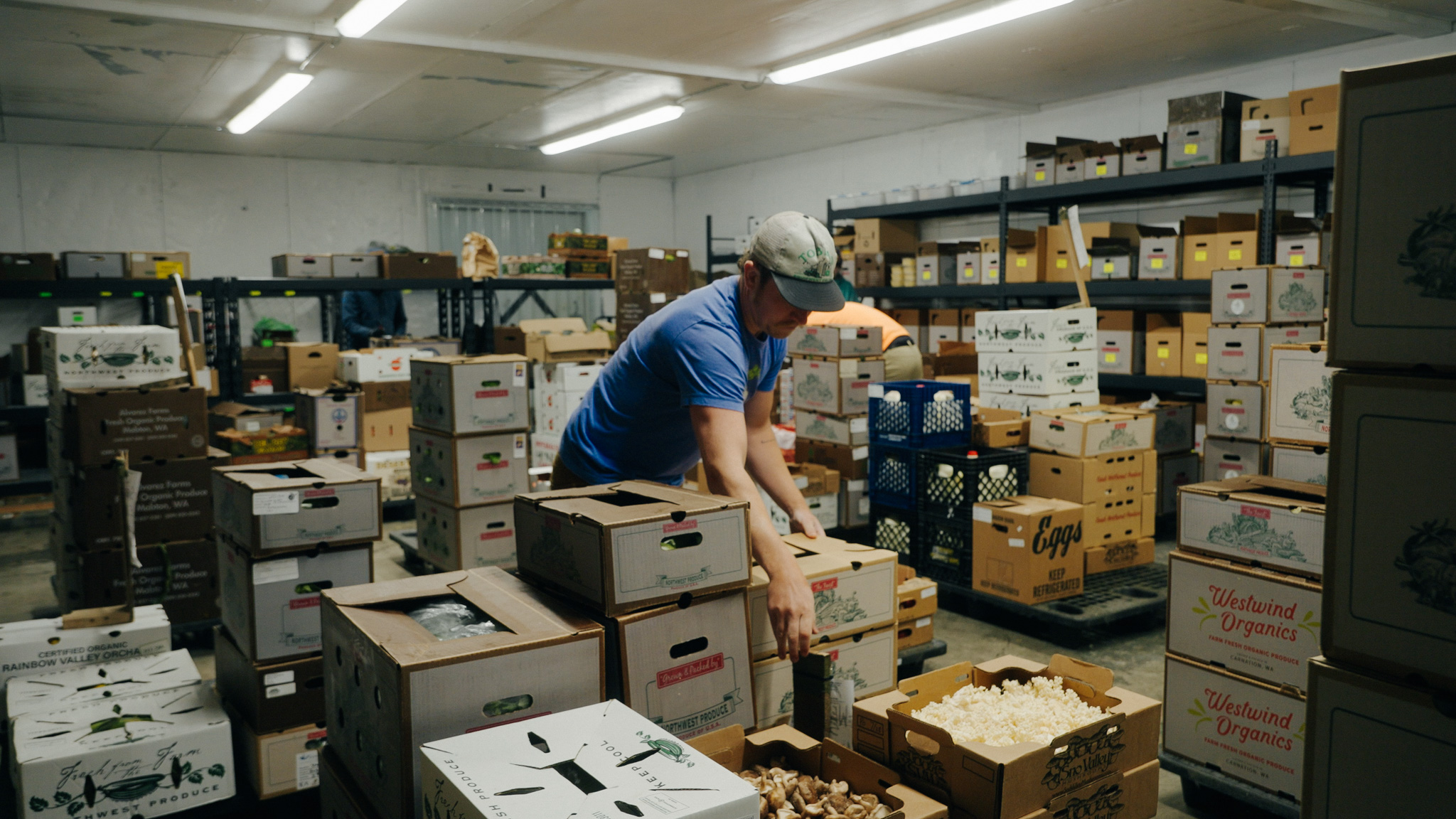 Man in blue shirt with a grey cap leans over to organize a box of mushrooms in a room filled with boxes of produce stacked on top of each other.