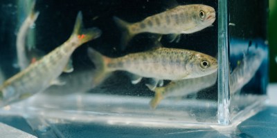 Young fish swim in a glass cube