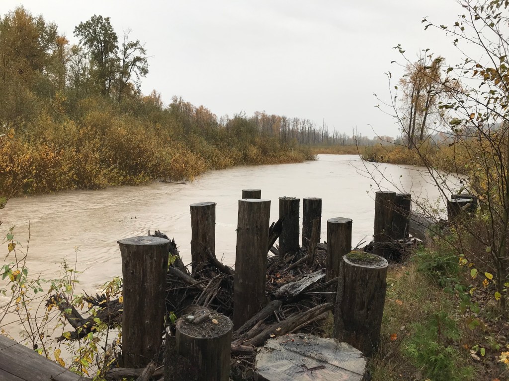 View from upstream of the White River. Some upright logs are along the bank and the other bank sides have yellow and browning foliage.