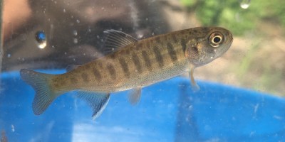 A juvenile coho salmon from the Snoqualmie River is observed before being safely returned to the river.