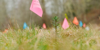 Evergreen seedlings planted in a field with colorful flags to identify the seedling type.