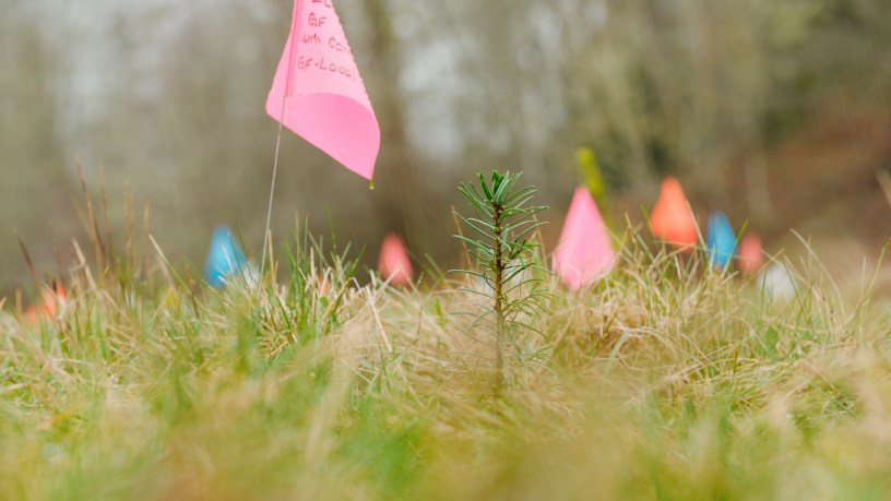 Evergreen seedlings planted in a field with colorful flags to identify the seedling type.