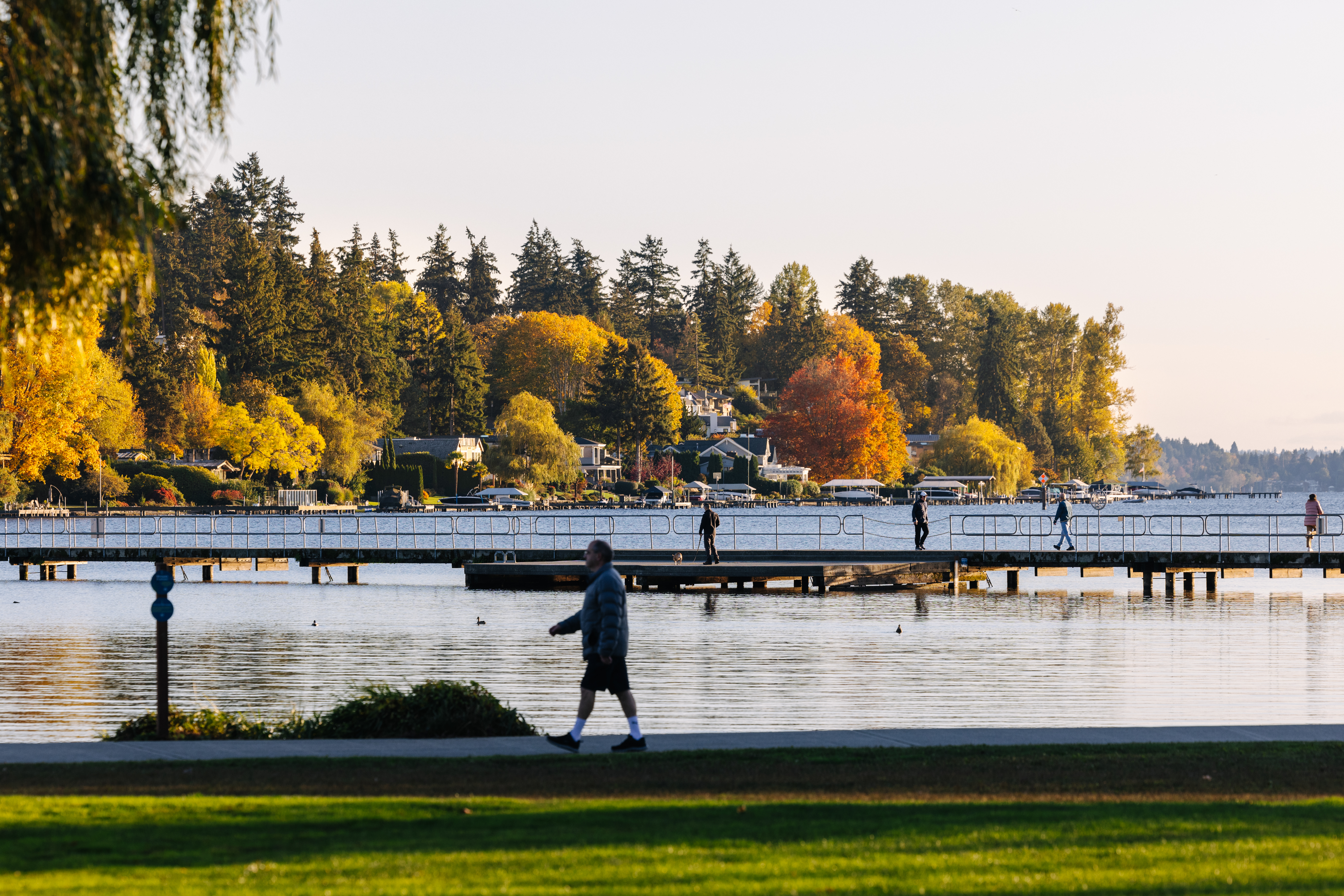 A person walks along a lakefront with trees on the other side of the lake